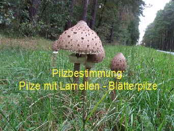 Pilze mit Lamellen_1